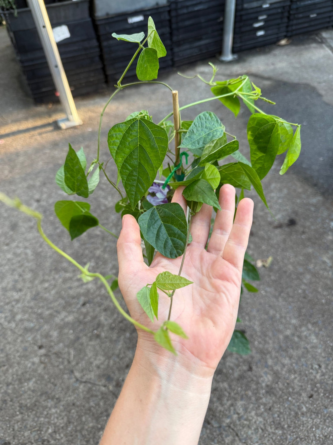 Snail Flower Vine (Cochliasanthus caracalla) - Ladybird Nursery