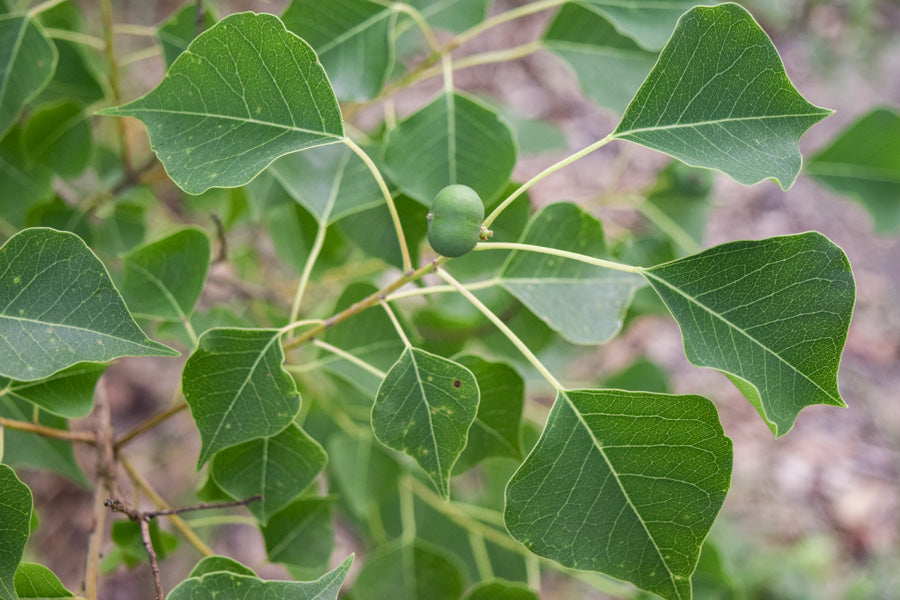 Chinese Tallow Tree Form (Triadica sebifera)