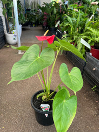 Anthurium 'Glorious Victory' - Ladybird Nursery