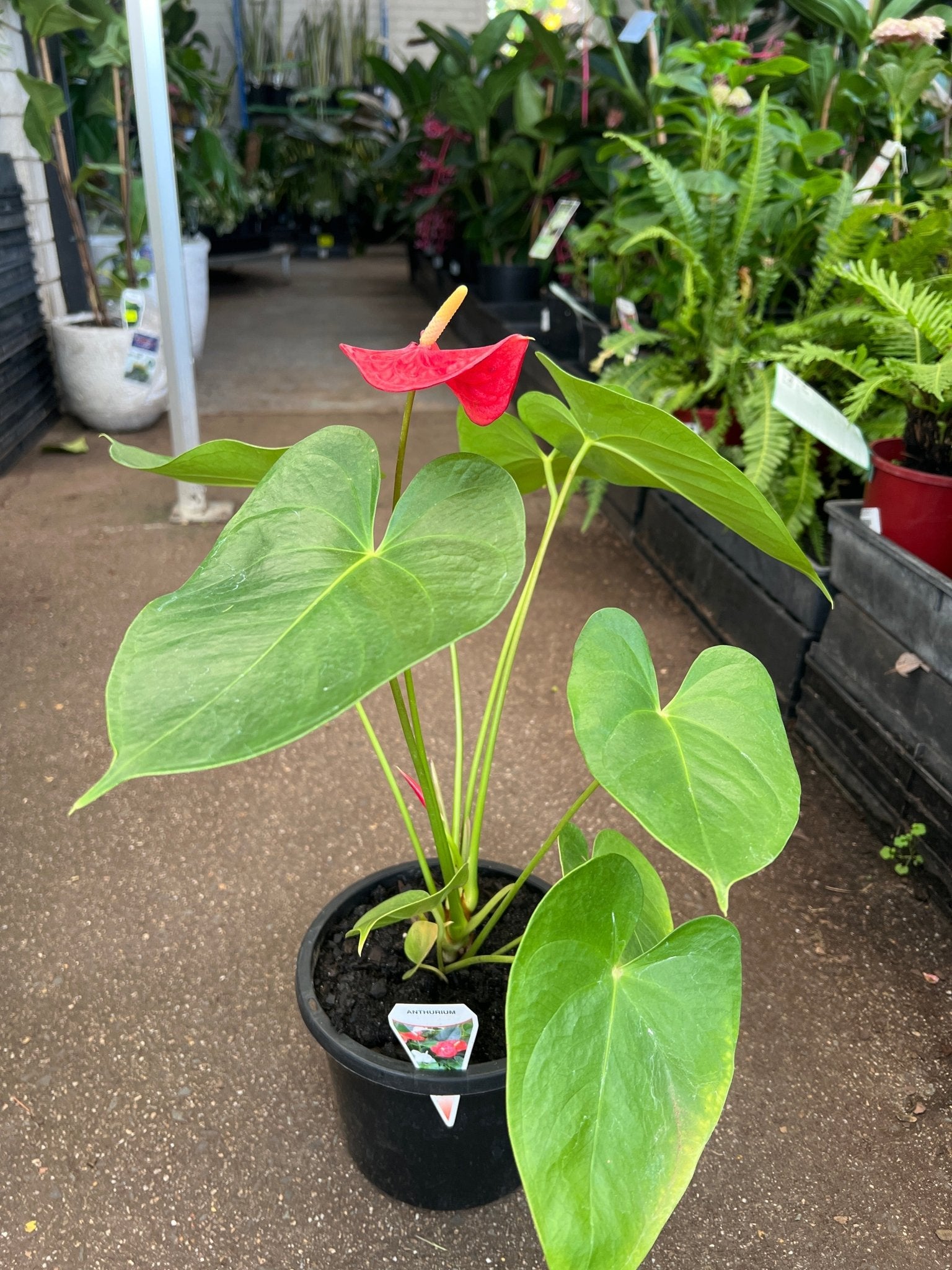 Anthurium 'Glorious Victory' - Ladybird Nursery
