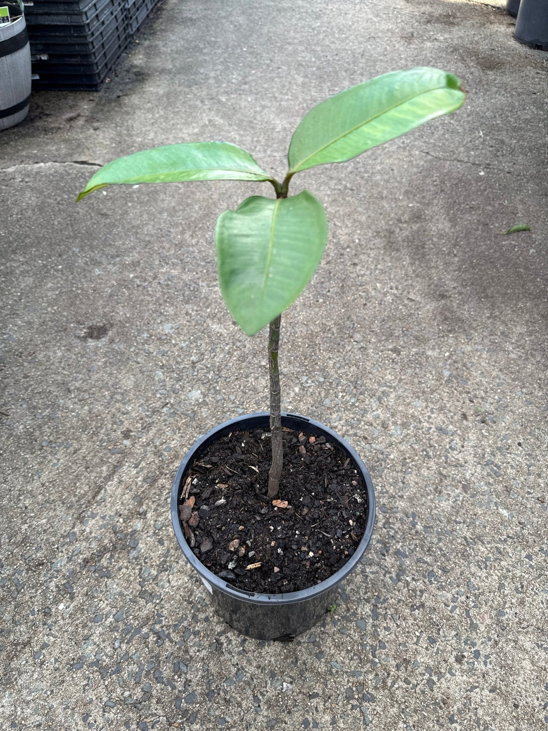 Mangosteen 'Purple' - Ladybird Nursery