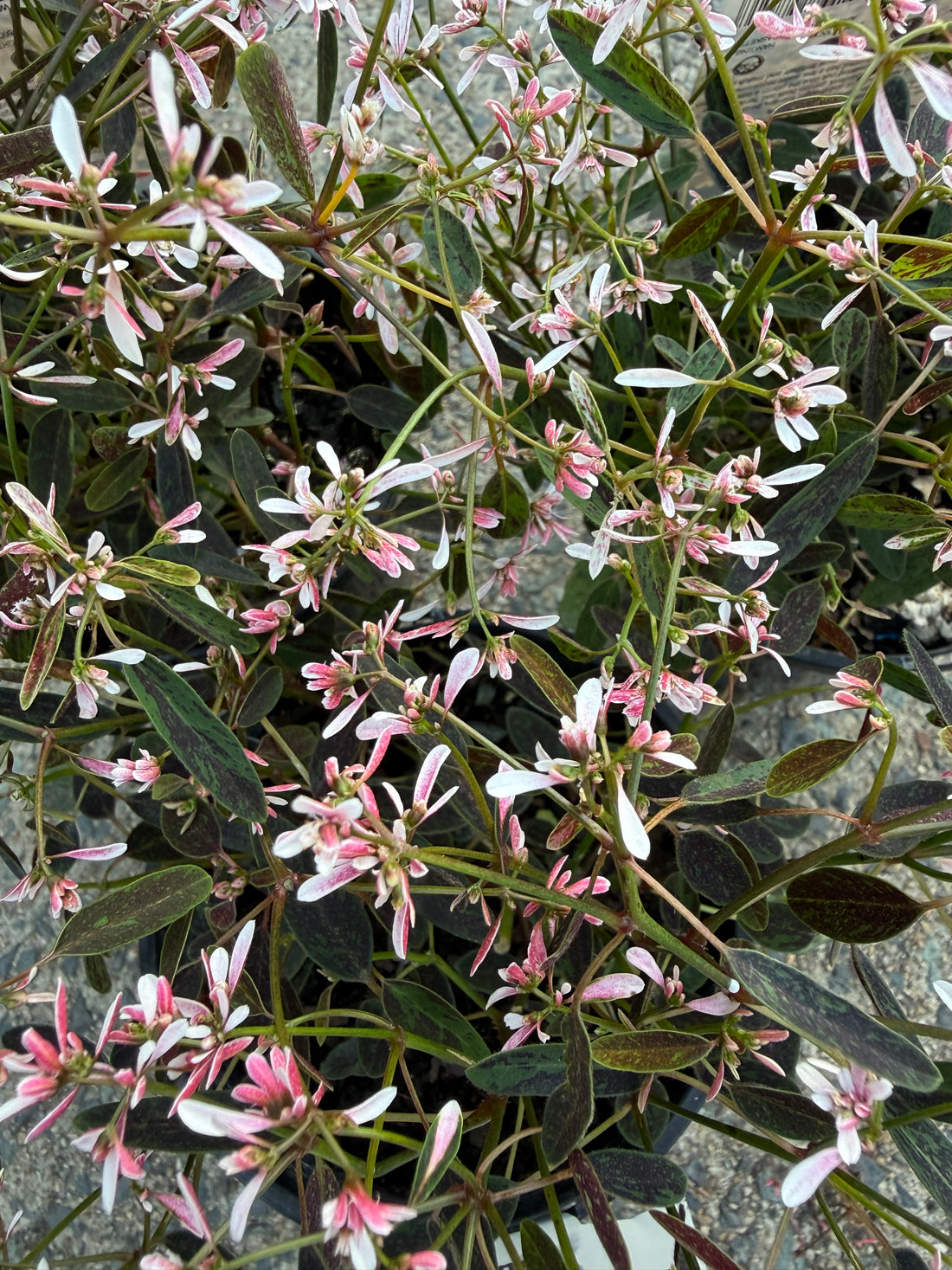Spurge 'Starblast Pink' (Euphorbia)