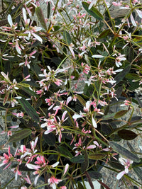 Spurge 'Starblast Pink' (Euphorbia)