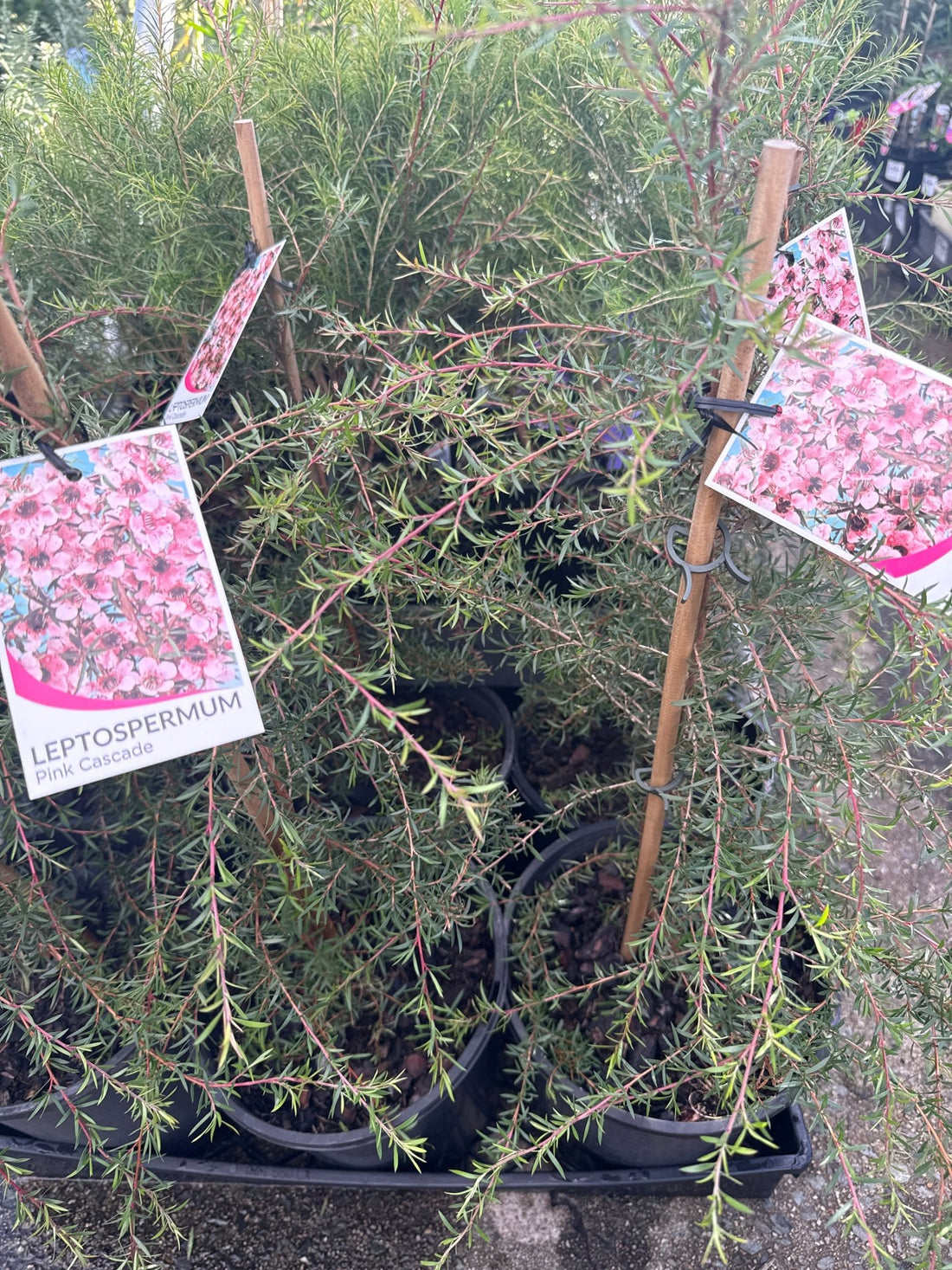Leptospermum 'Pink Cascade' - Large - Ladybird Nursery