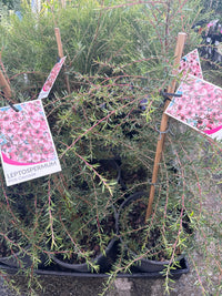Leptospermum 'Pink Cascade' - Large - Ladybird Nursery