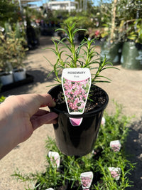 Rosemary 'Pink Remembrance'
