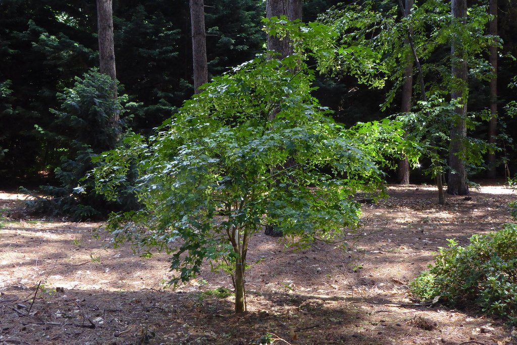 Campbell Maple Campbells (Acer campbellii) - Ladybird Nursery
