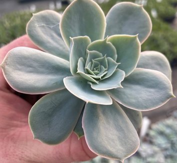 Hens and Chicks (Echeveria Domingo) - Ladybird Nursery