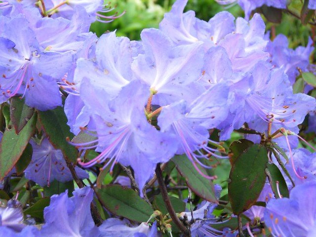 Rhododendron Florence Mann - Ladybird Nursery