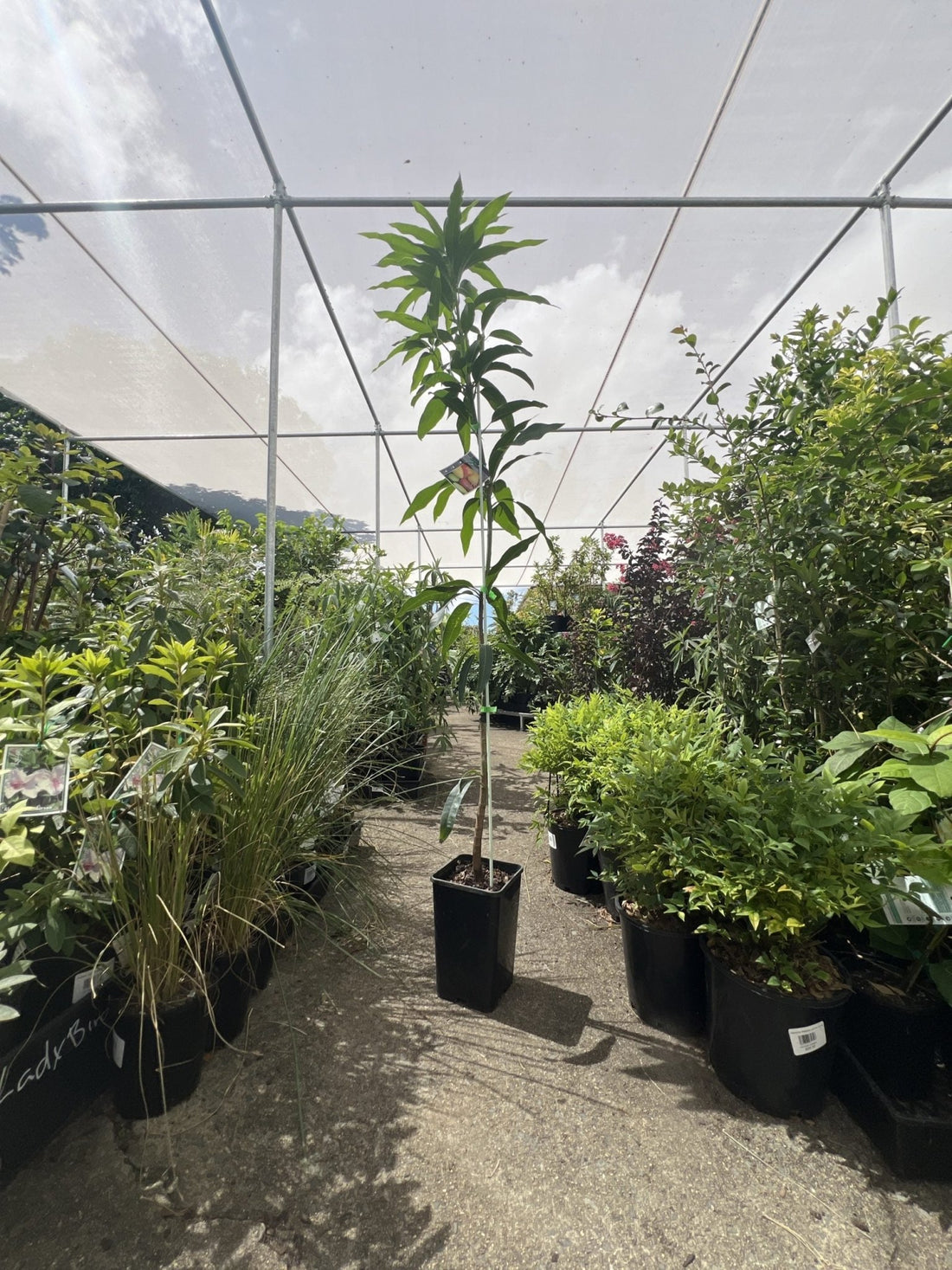 Mango 'Lucinda' - Ladybird Nursery