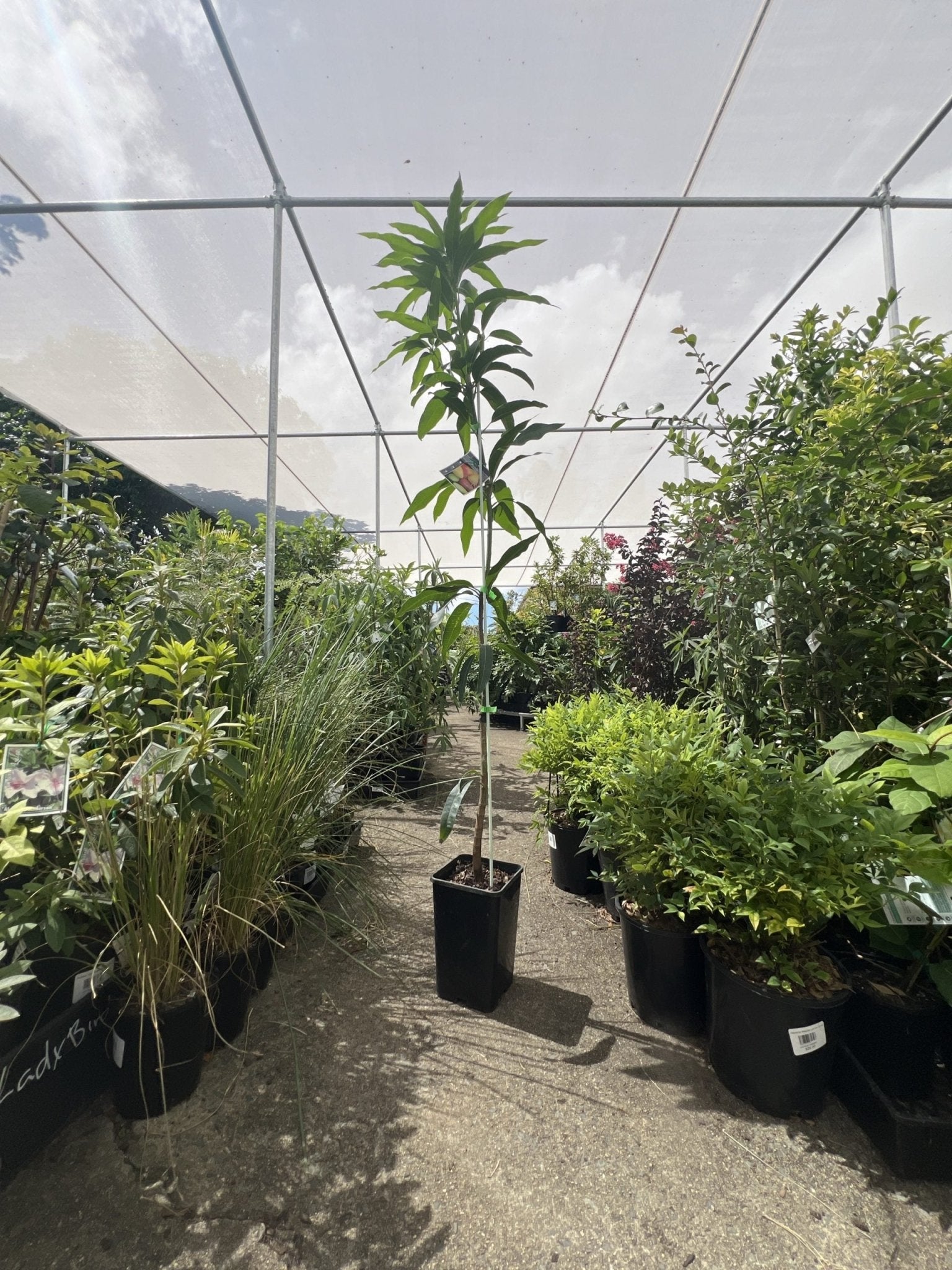 Mango 'Lucinda' - Ladybird Nursery