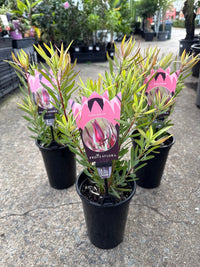 Leucadendron 'Harlequin' - Ladybird Nursery