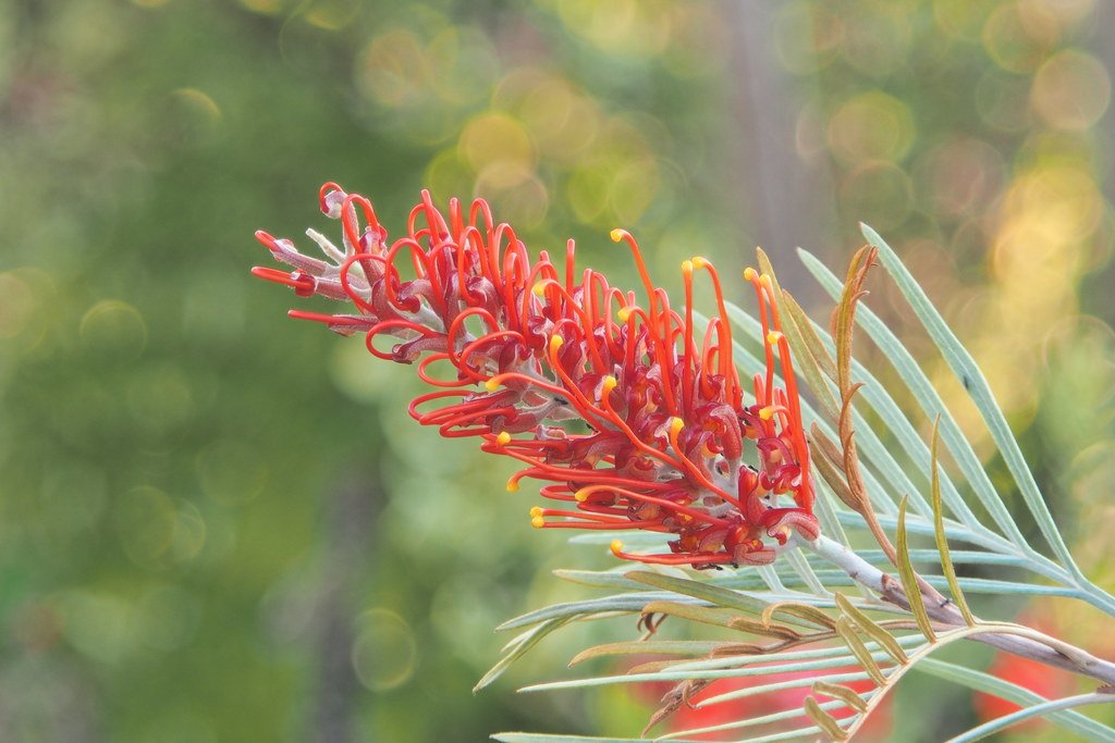 Grevillea Sunset Bronze - Ladybird Nursery