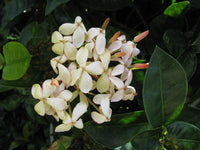 Ixora Kampons Pride - Ladybird Nursery