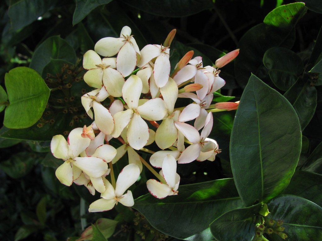 Ixora Kampons Pride - Ladybird Nursery