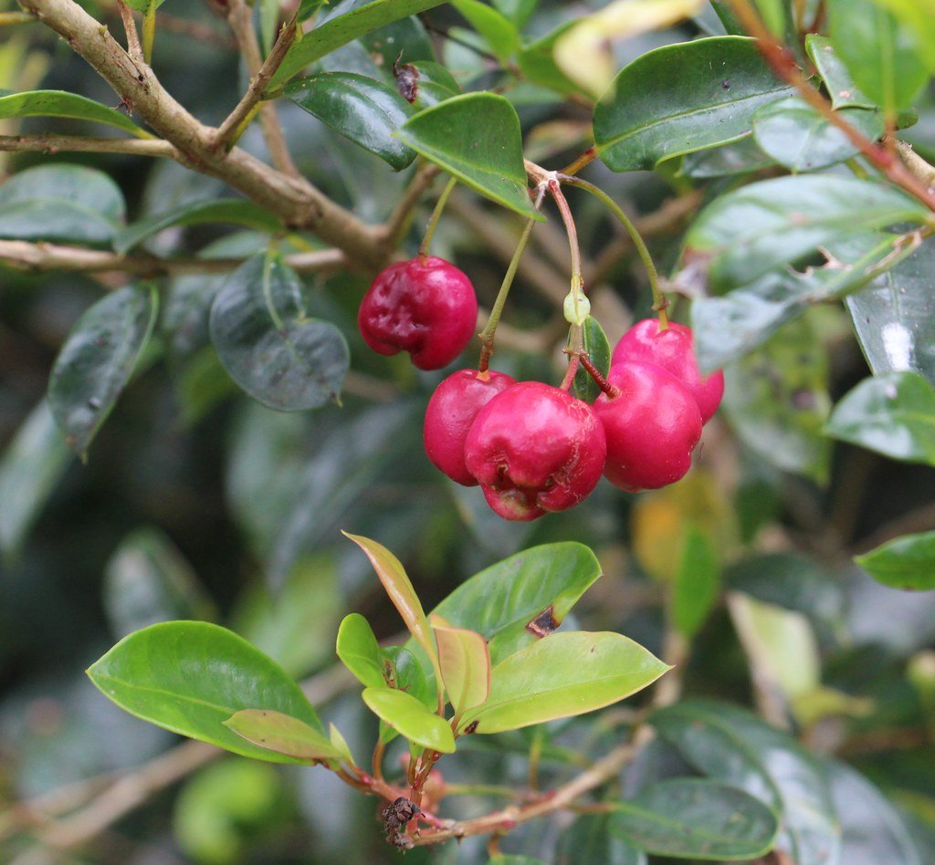 Brush Cherry (Syzygium paniculatum) - Ladybird Nursery