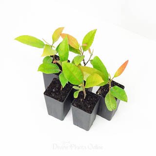Ixora Kampons Pride - Ladybird Nursery