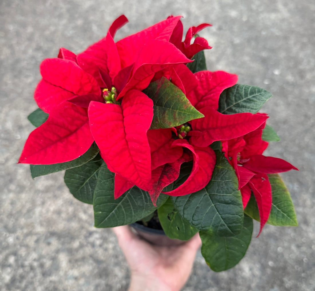 Poinsettia 'Red' (Euphorbia pulcherrima) - Ladybird Nursery