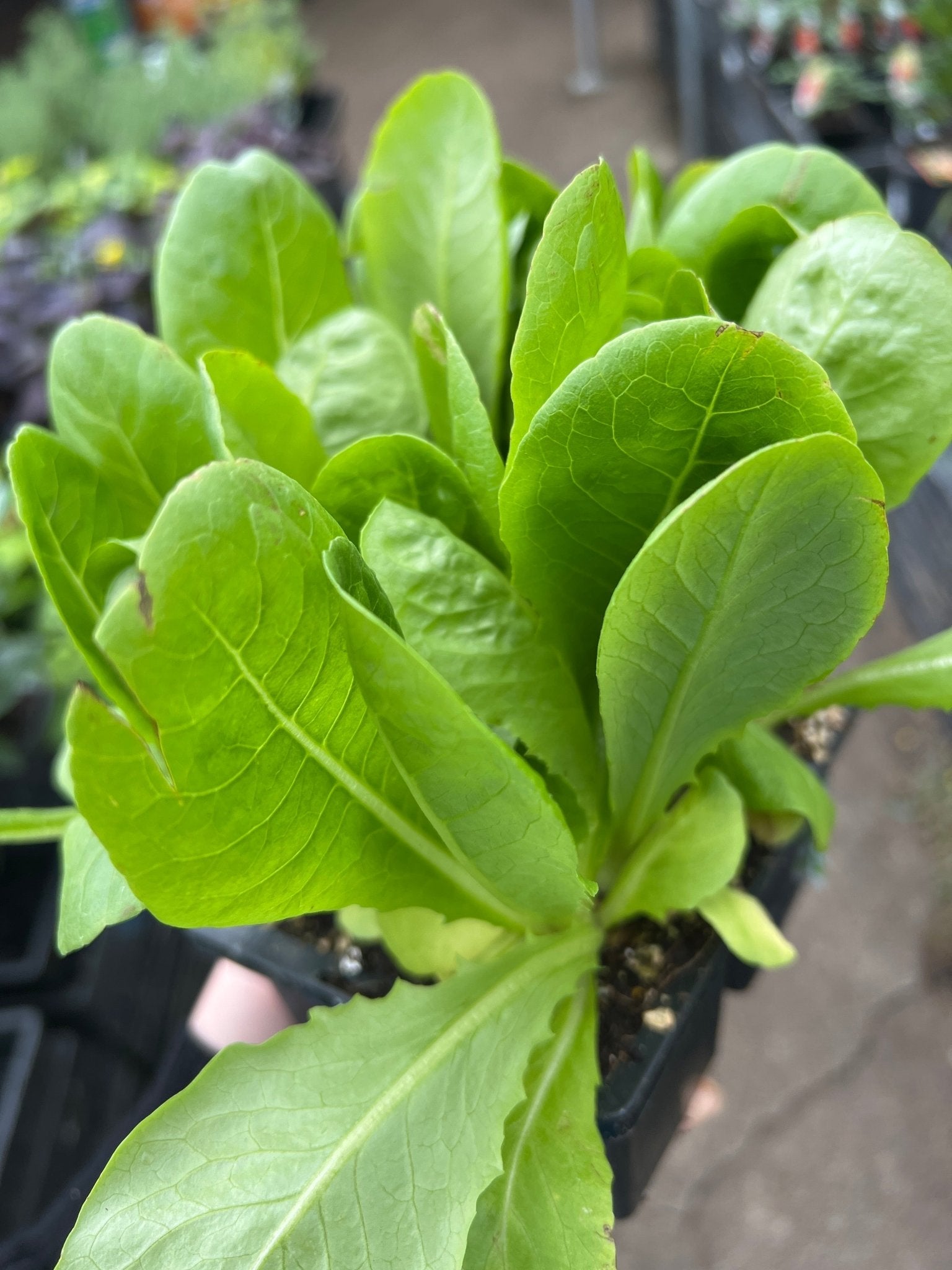 Lettuce ‘Mini Cos’ (Pickup Only) - Ladybird Nursery