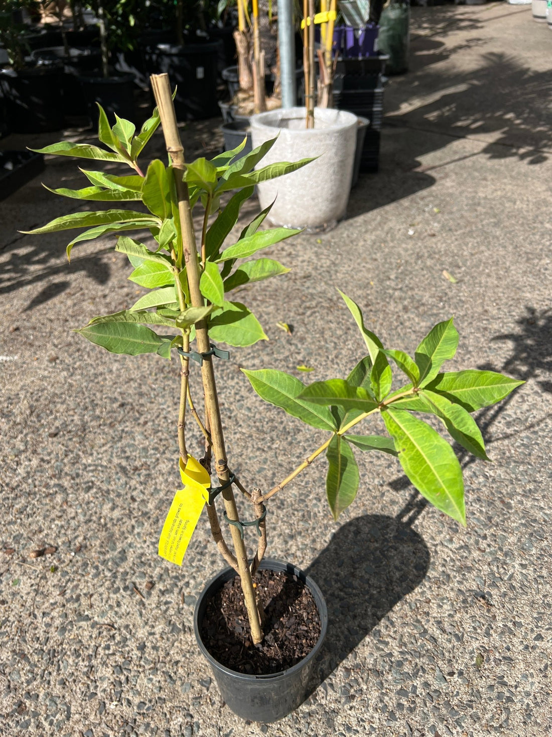 Golden Trumpet Bush (Allamanda neriifolia) - Ladybird Nursery