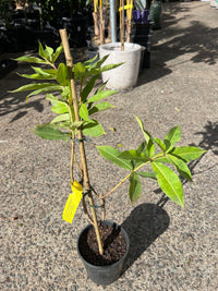 Golden Trumpet Bush (Allamanda neriifolia) - Ladybird Nursery