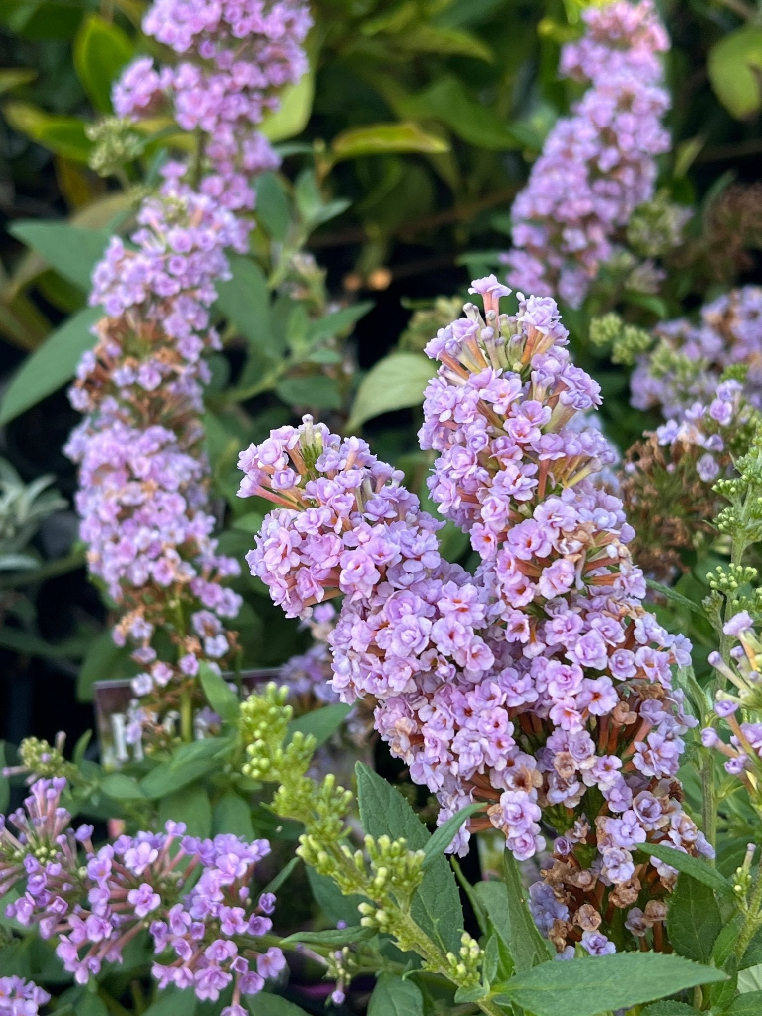 Butterfly Bush ‘High Five Purple’ (Buddleja davidii) - Ladybird Nursery