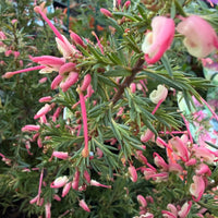 Dwarf Grevillea 'Pink Pixie' (Grevillea rosmarinifolia) - Ladybird Nursery