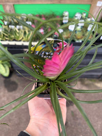 Tilandsia Pink Quill - Ladybird Nursery