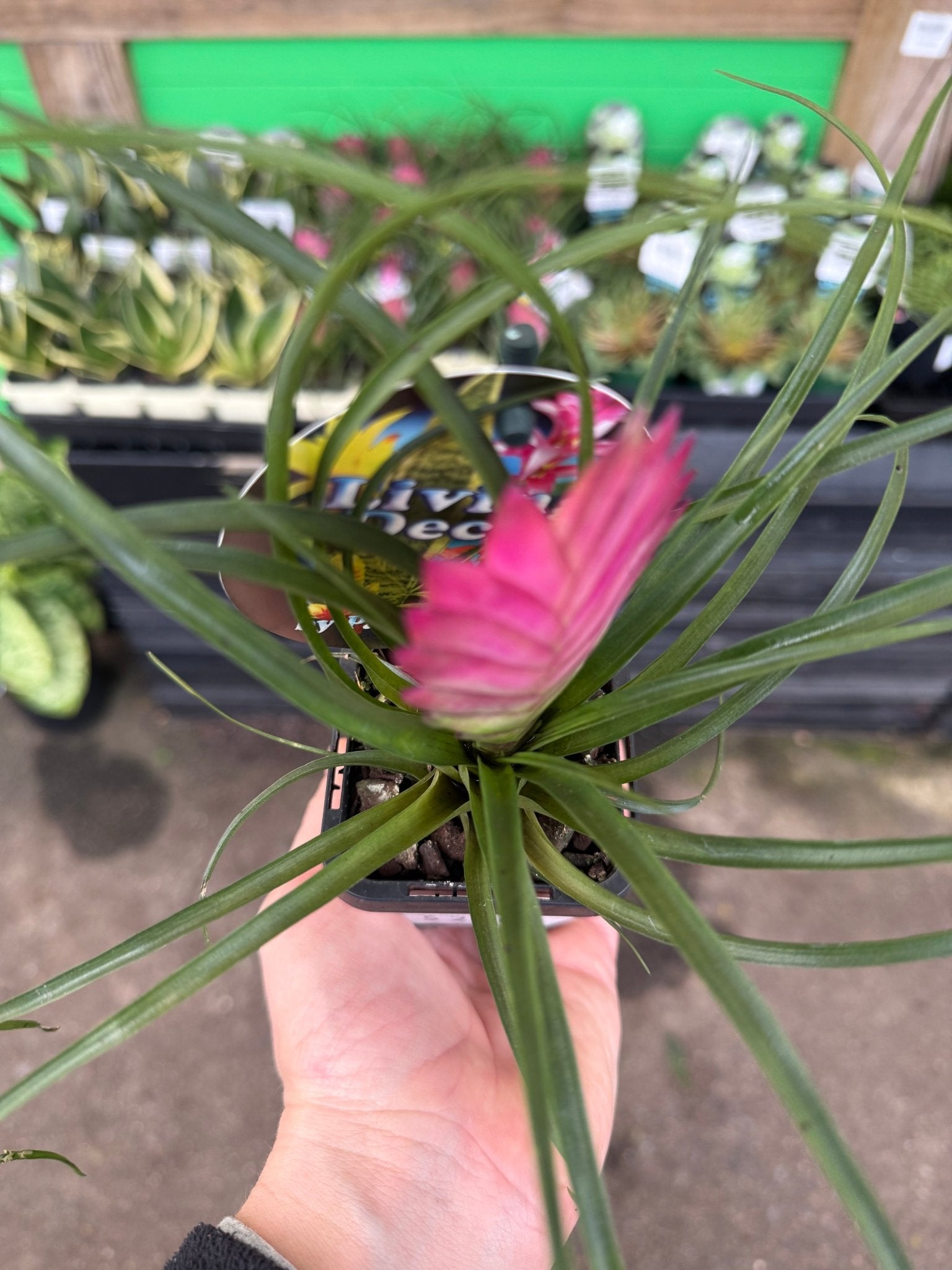 Tilandsia Pink Quill - Ladybird Nursery