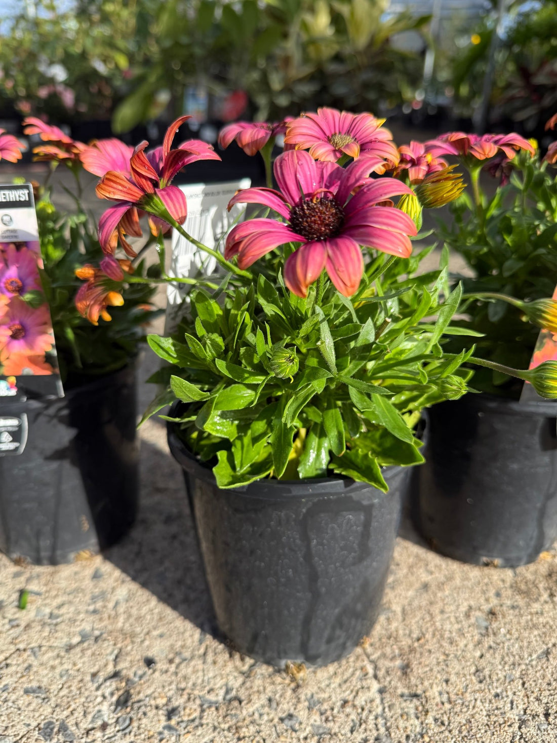 African Daisy 'Copper Amethyst' (Osteospermum) - Ladybird Nursery