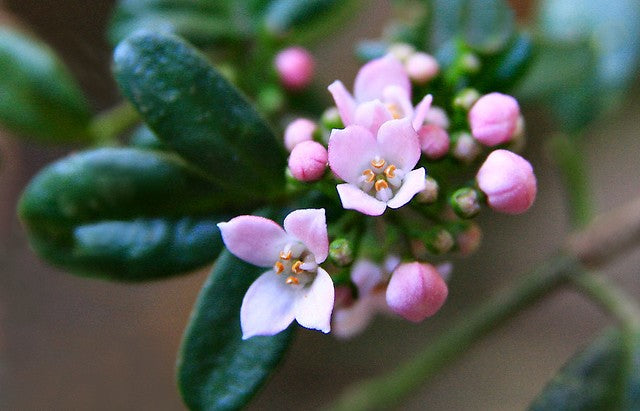 Carpet Star (Zieria prostrata)