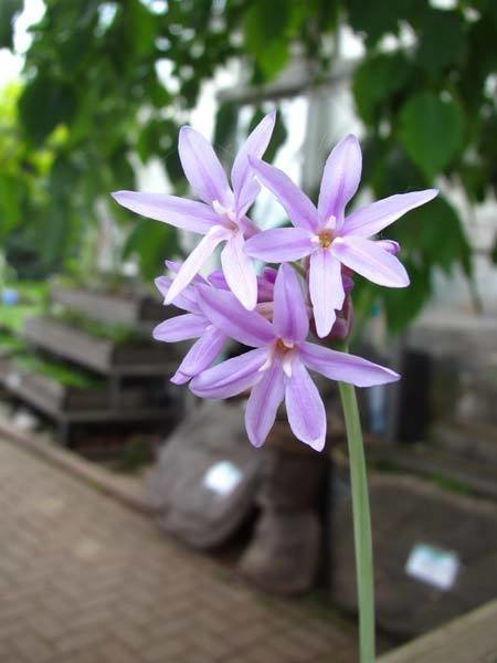 Society Garlic Variegated (Tulbaghia violacea variegata)