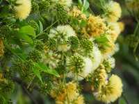 Snow Wood (Pararchidendron pruinosum)