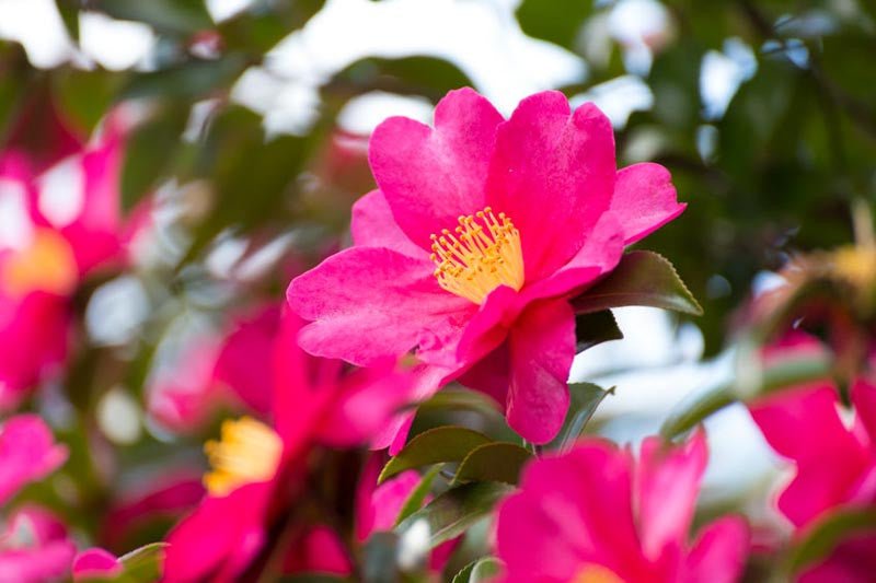 Sasanqua Camellia Vanity Fair (Camellia sasanqua) - Ladybird Nursery