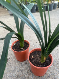 Clivia European Peach - Large - Ladybird Nursery