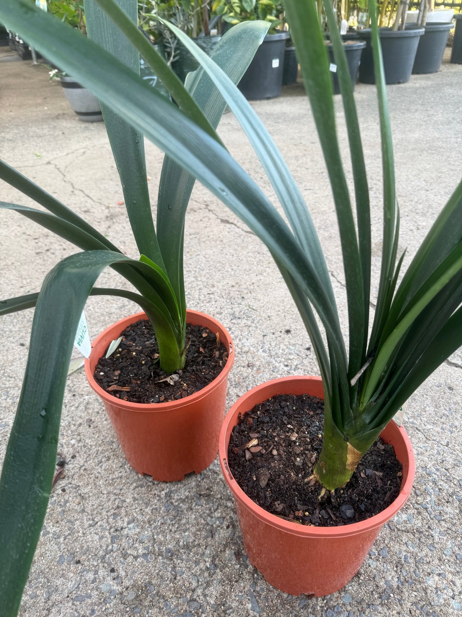 Clivia European Peach - Large - Ladybird Nursery