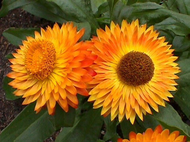 Strawflower Nielsens Gold (Xerochrysum)