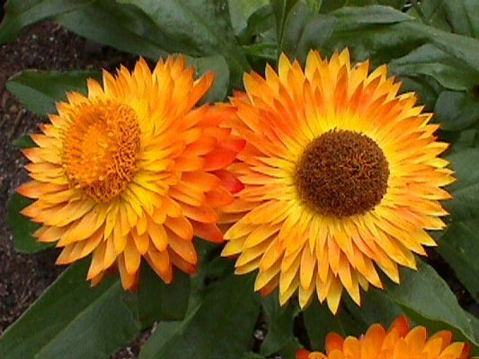 Strawflower Nielsens Gold (Xerochrysum)
