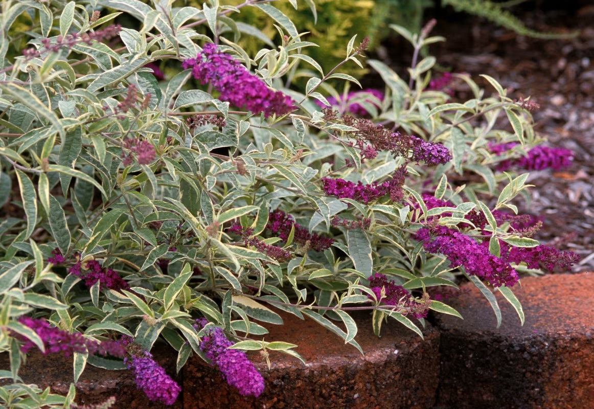 Butterfly Bush Harlequin (Buddleja davidii)