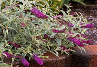 Butterfly Bush Harlequin (Buddleja davidii)