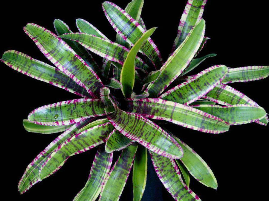 Bromeliad Harpo (Neoregelia)