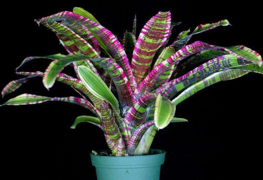 Bromeliad Harpo (Neoregelia) - Ladybird Nursery