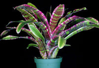 Bromeliad Harpo (Neoregelia)