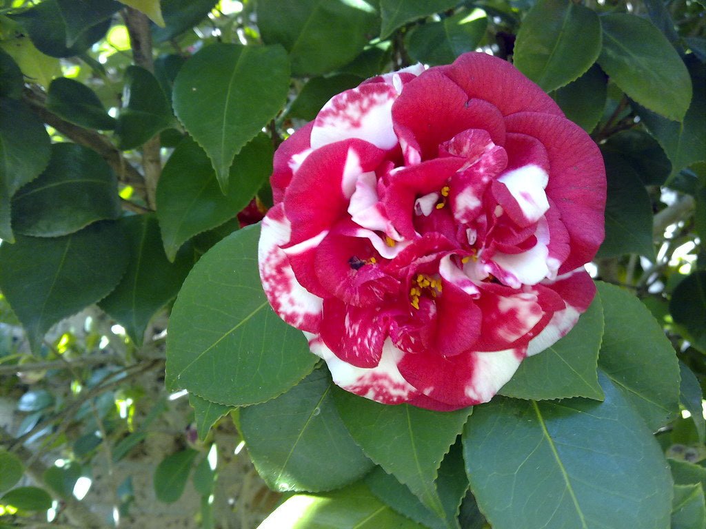 Camellia Emperor of Russia Variegated (Camellia Japonica) - Ladybird Nursery