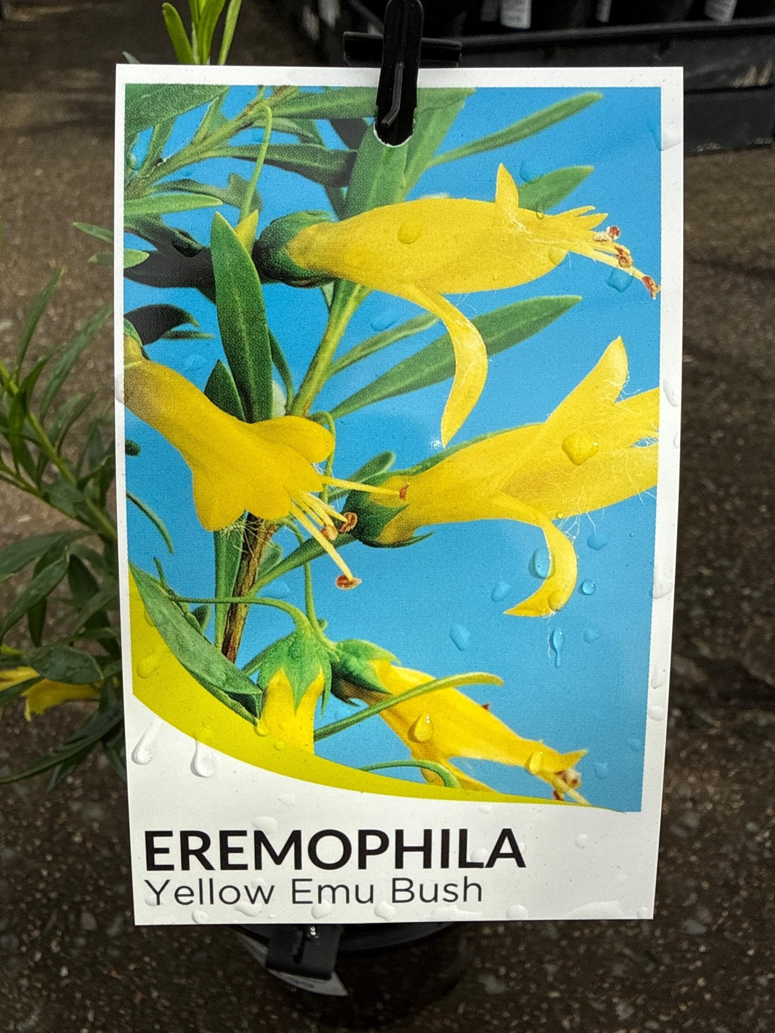 Emu Bush 'aurea' (Eremophila maculata) - Ladybird Nursery