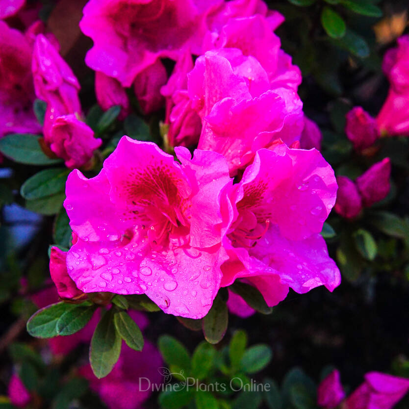 Azalea Carnival Time