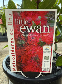 Metrosideros ‘Little Ewan’ (Metrosideros collina) - Large - Ladybird Nursery