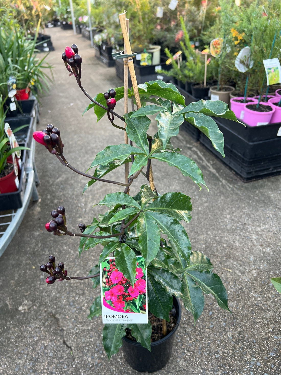 Cardinal Creeper (Ipomoea horsfalliae) - Ladybird Nursery