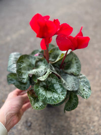 Cyclamen Leopardo Large 'Red' - Ladybird Nursery