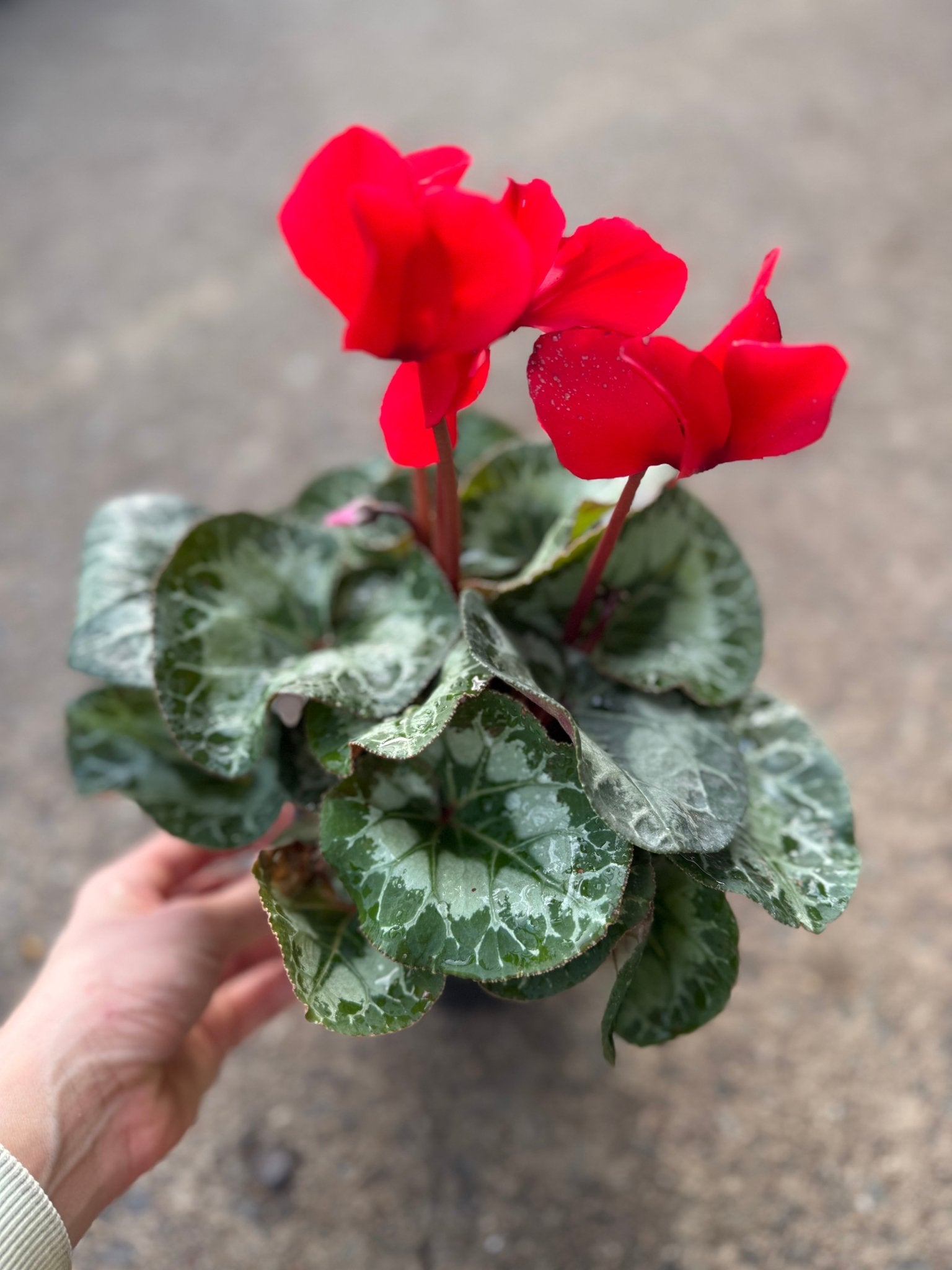 Cyclamen Leopardo Large 'Red' - Ladybird Nursery